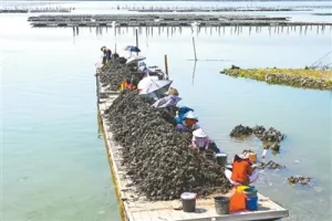 全国首个!养蚝成了文化遗产-阻击者联盟